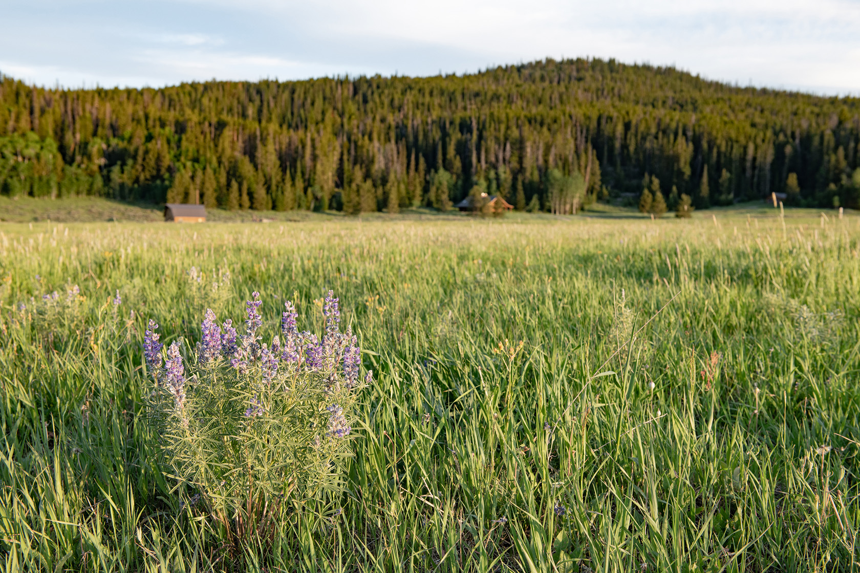 Loomis Park Ranch