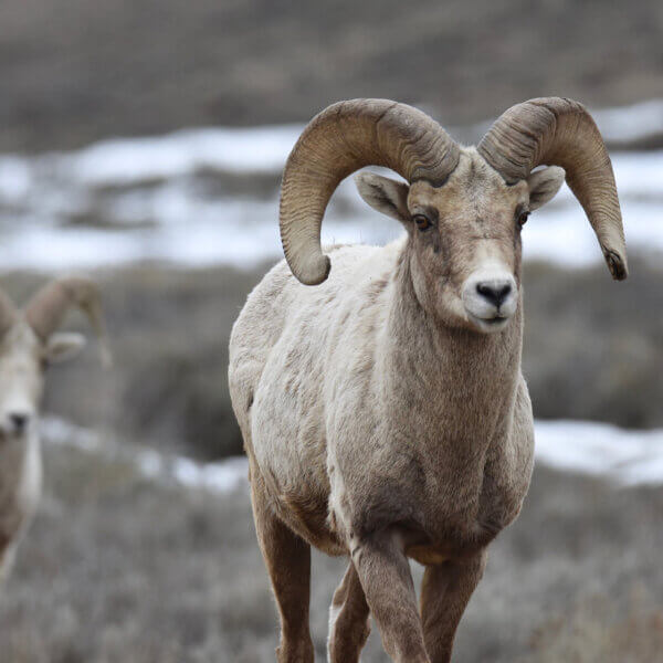 Bighorn_USFWS Gannon