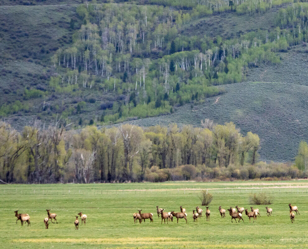 Chimney Draw Corridor David Stubbs