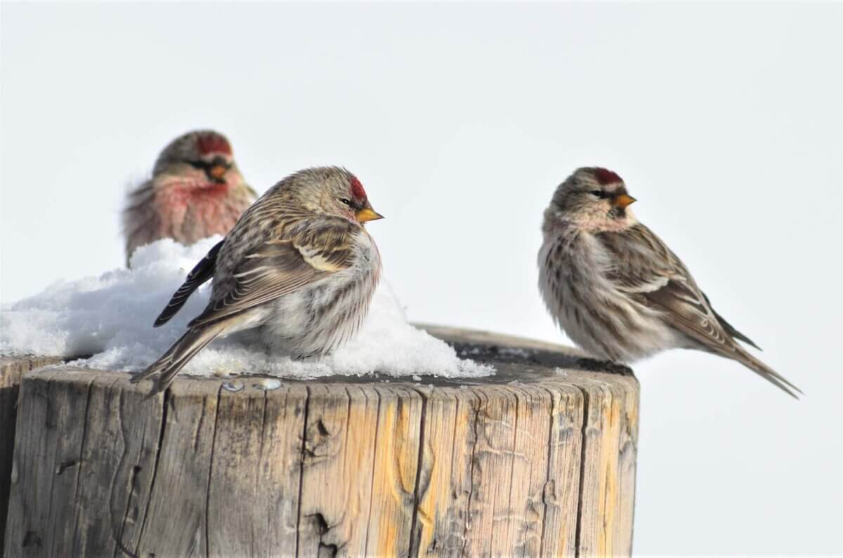 Mailing Checks Page_Common Redpoll_TBD Phot Credit