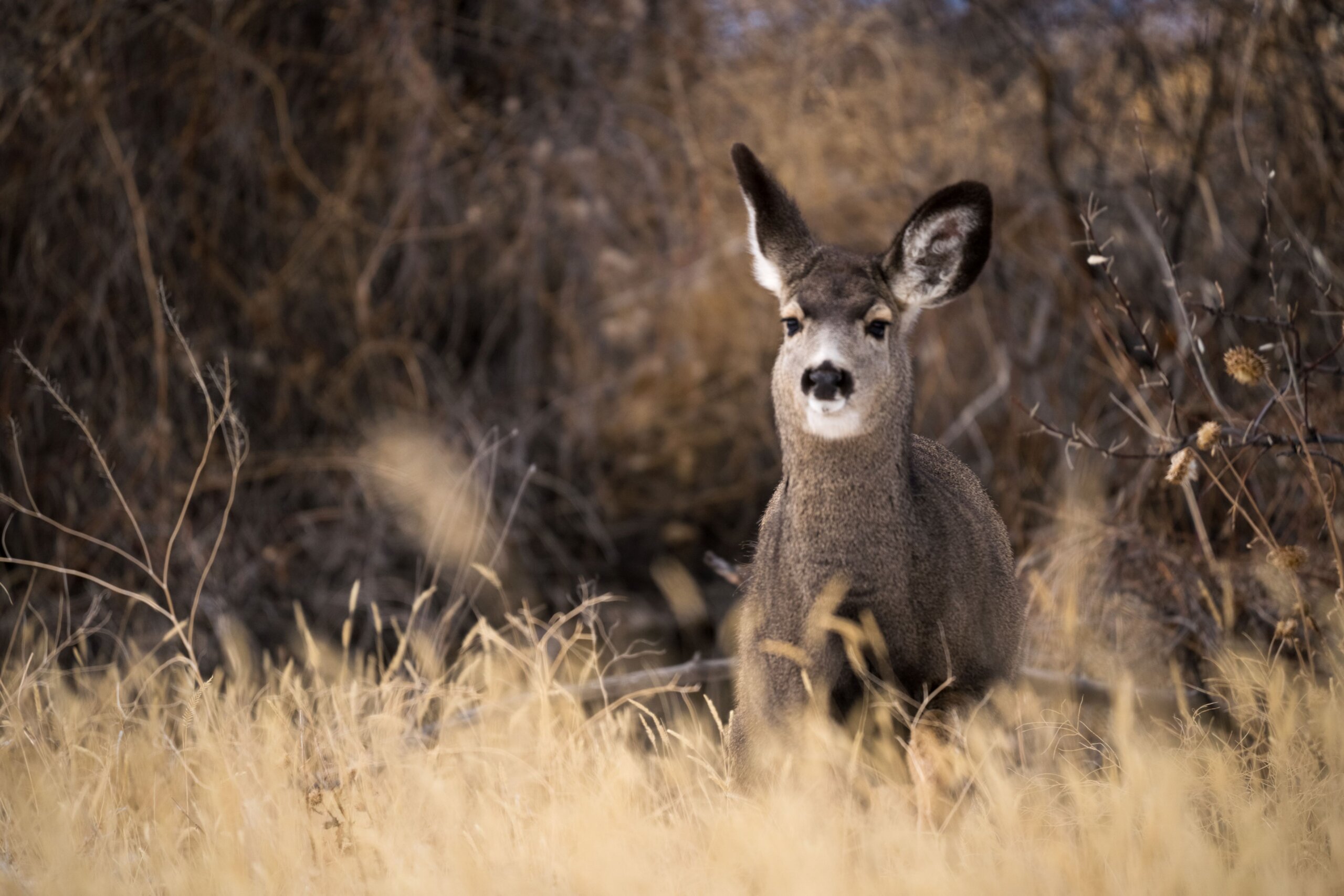 The Magnificent Mule Deer - Jackson Hole Land Trust